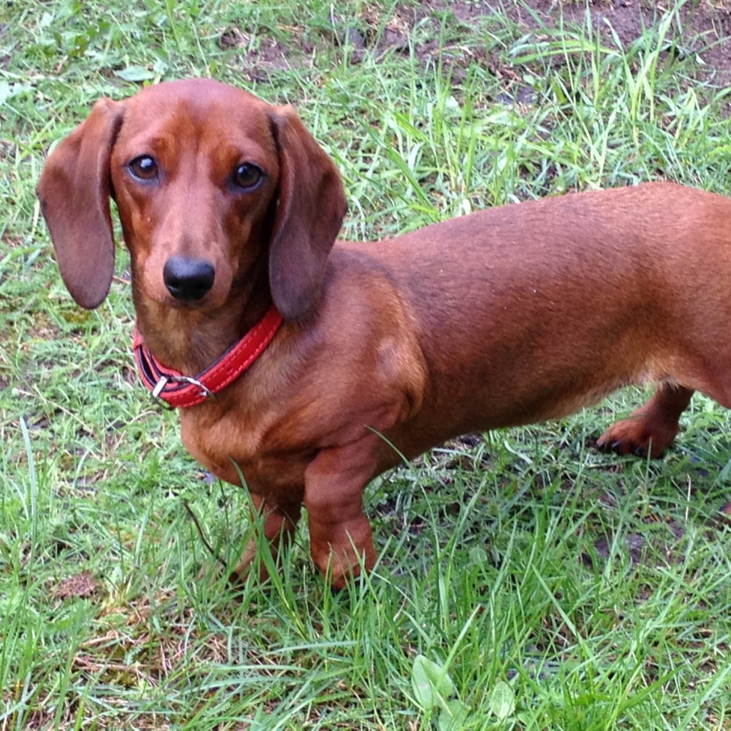 Коричневая такса на траве