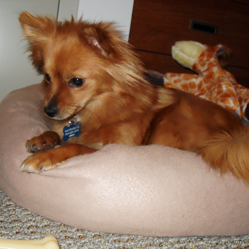 Коричневый папильон на подушке