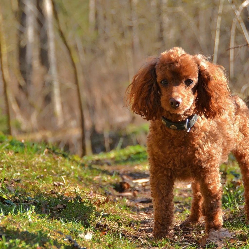 Коричневый пудель в лесу