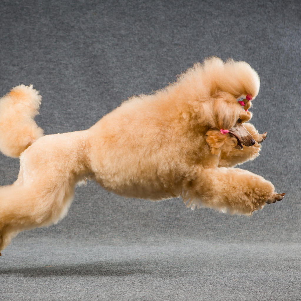 Коричневый пудель прыгает