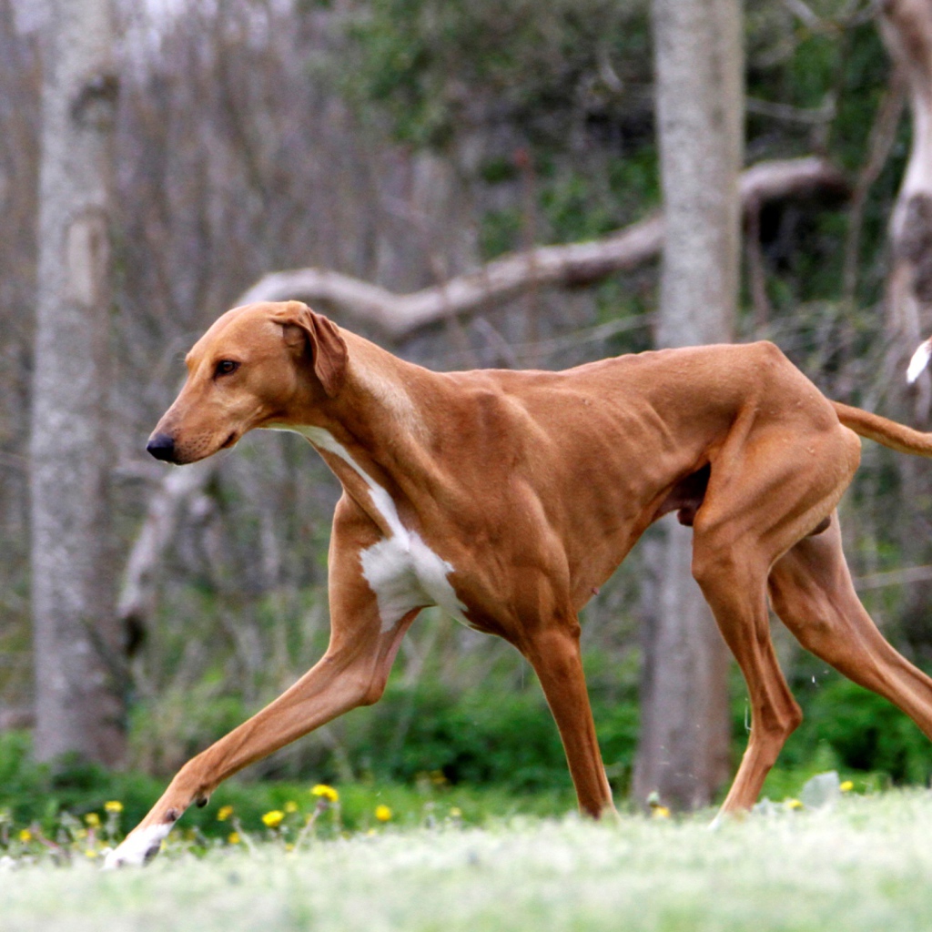 Коричневый худой азавак