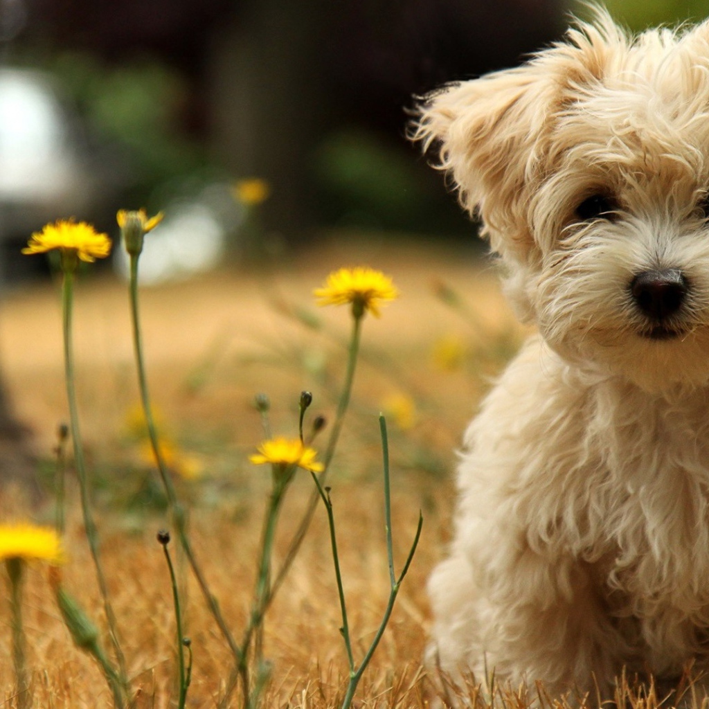 Коричневая болонка на природе