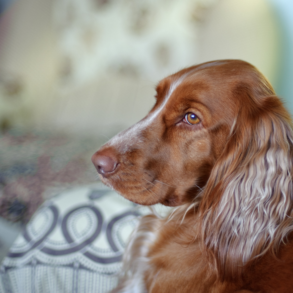 Коричневый спаниель смотрит вдаль