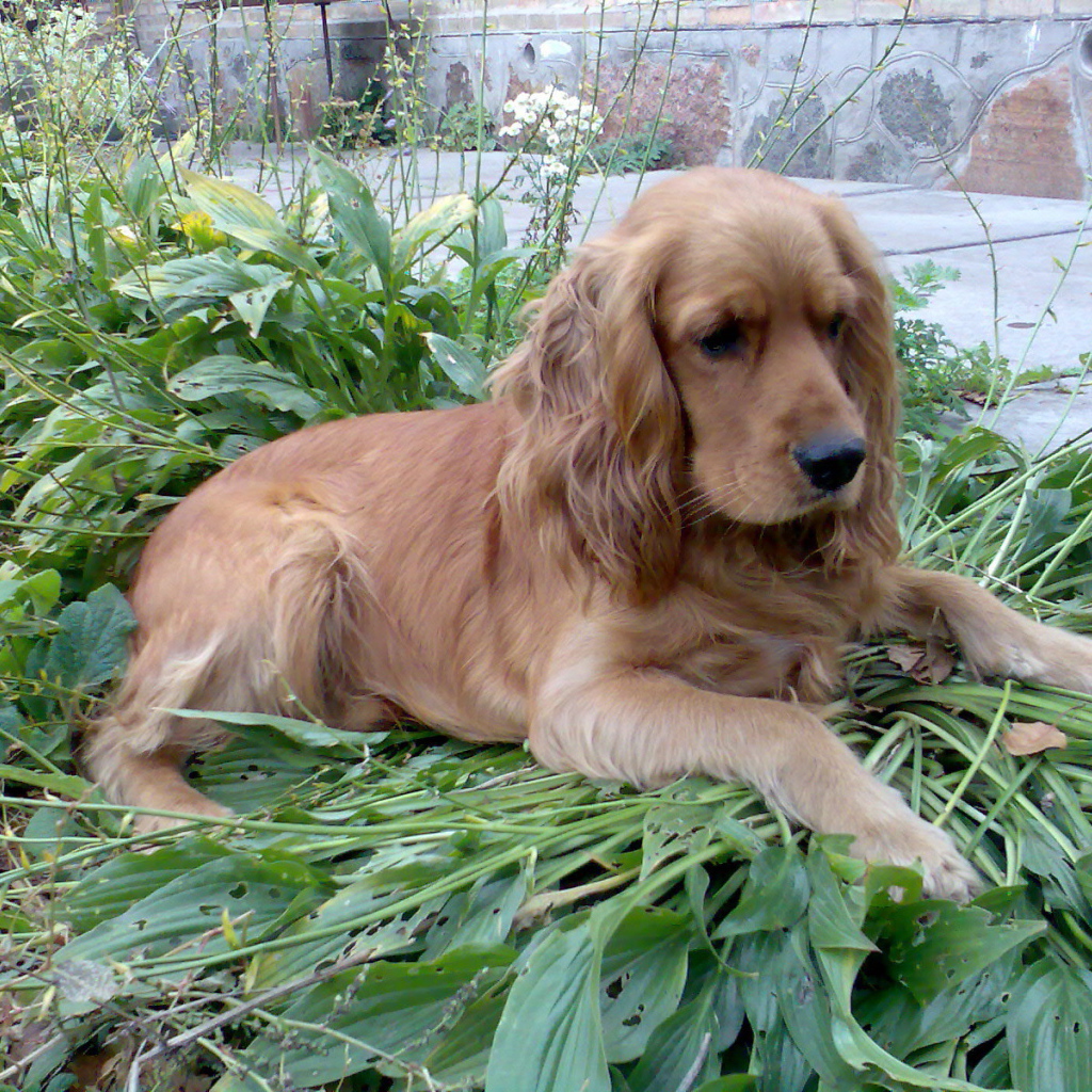 Коричневый спаниель на траве