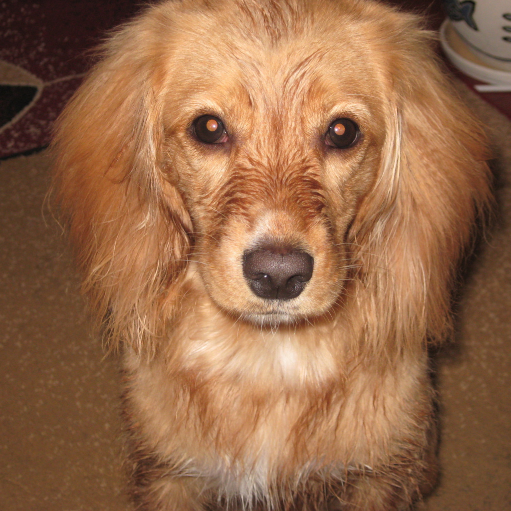 Горящие глаза спаниеля