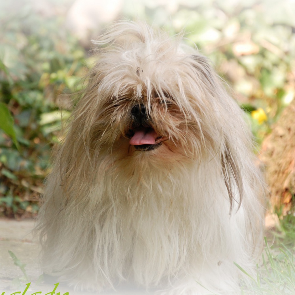 Открытка с псом шитцу