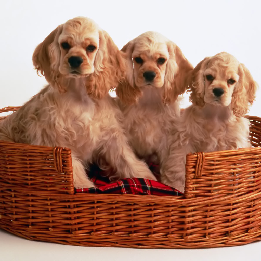 Корзина щенков спаниеля