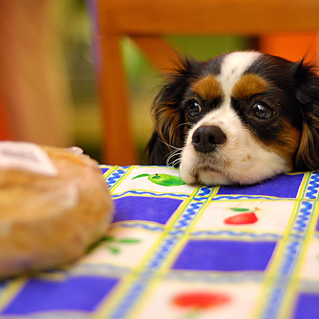 Кавалер кинг чарльз спаниель у стола