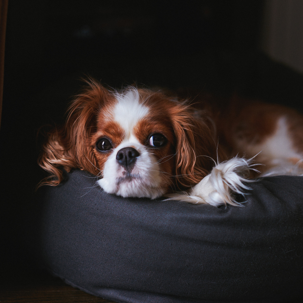 Кавалер кинг чарльз спаниель на пуфике