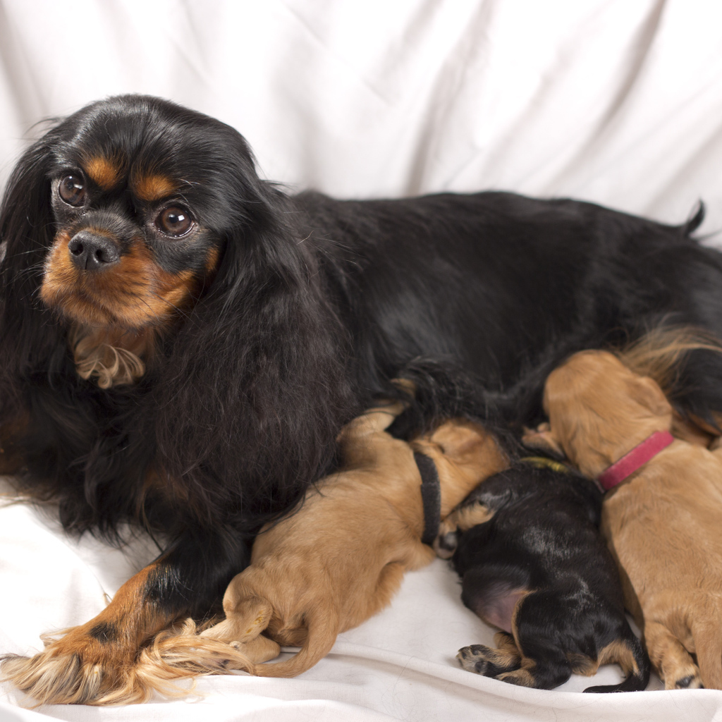 Кавалер кинг чарльз спаниель с щенками