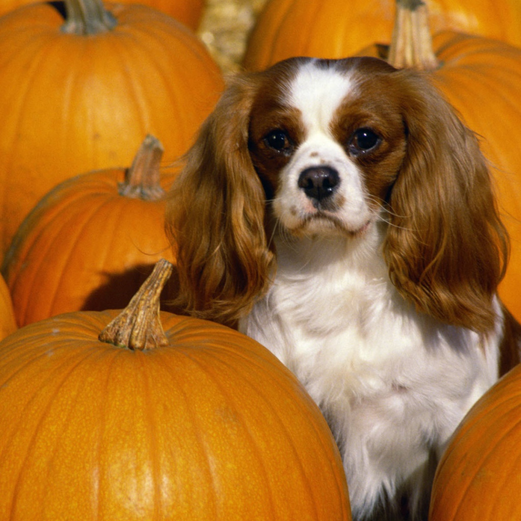 Кавалер Кинг Чарльз спаниель