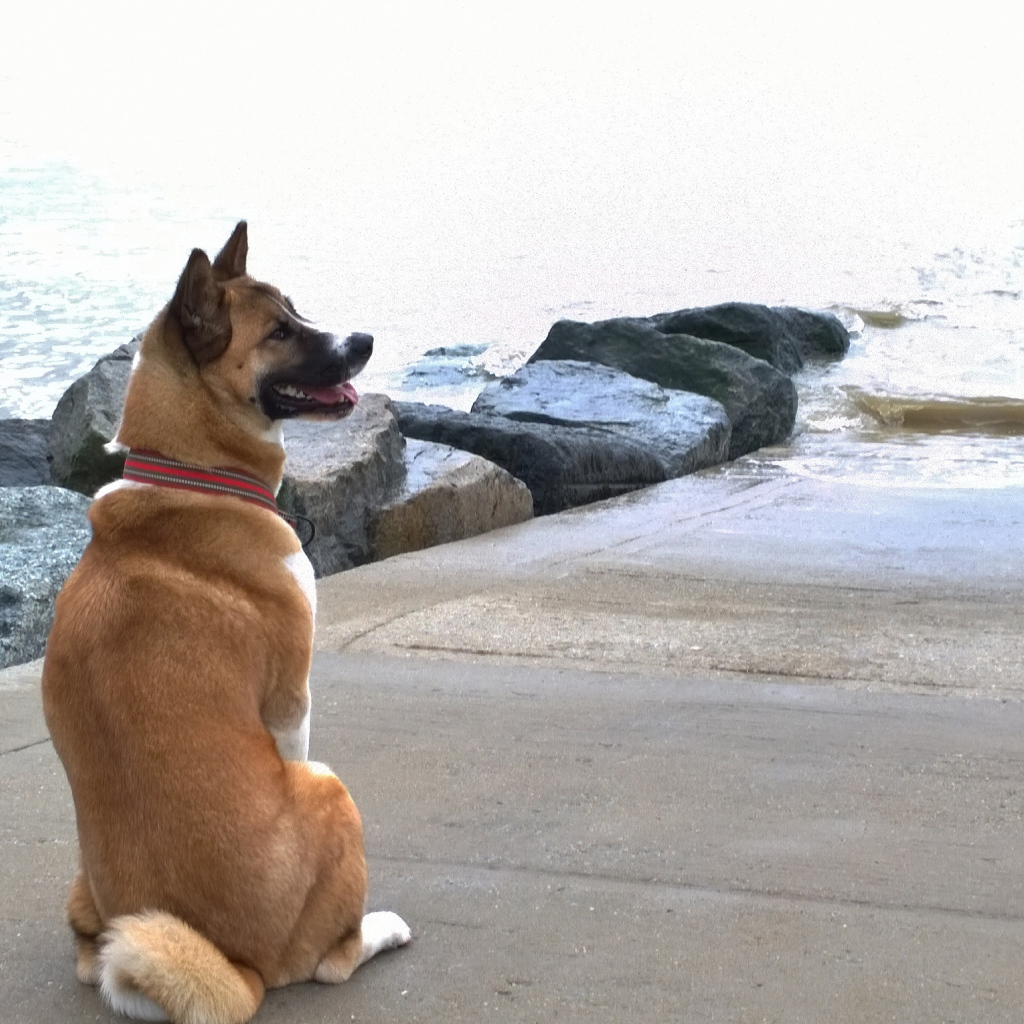 Веселый пес американская акита у воды