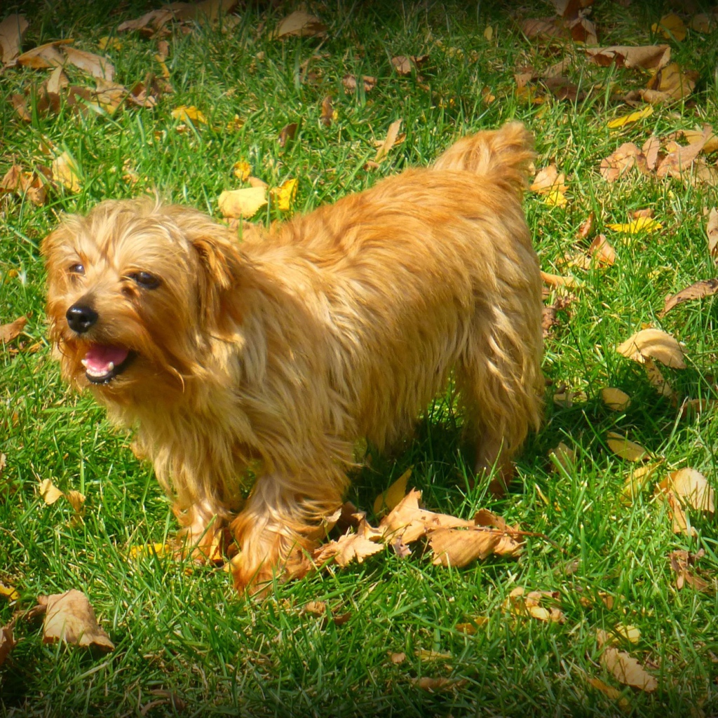 Веселый норфолк терьер