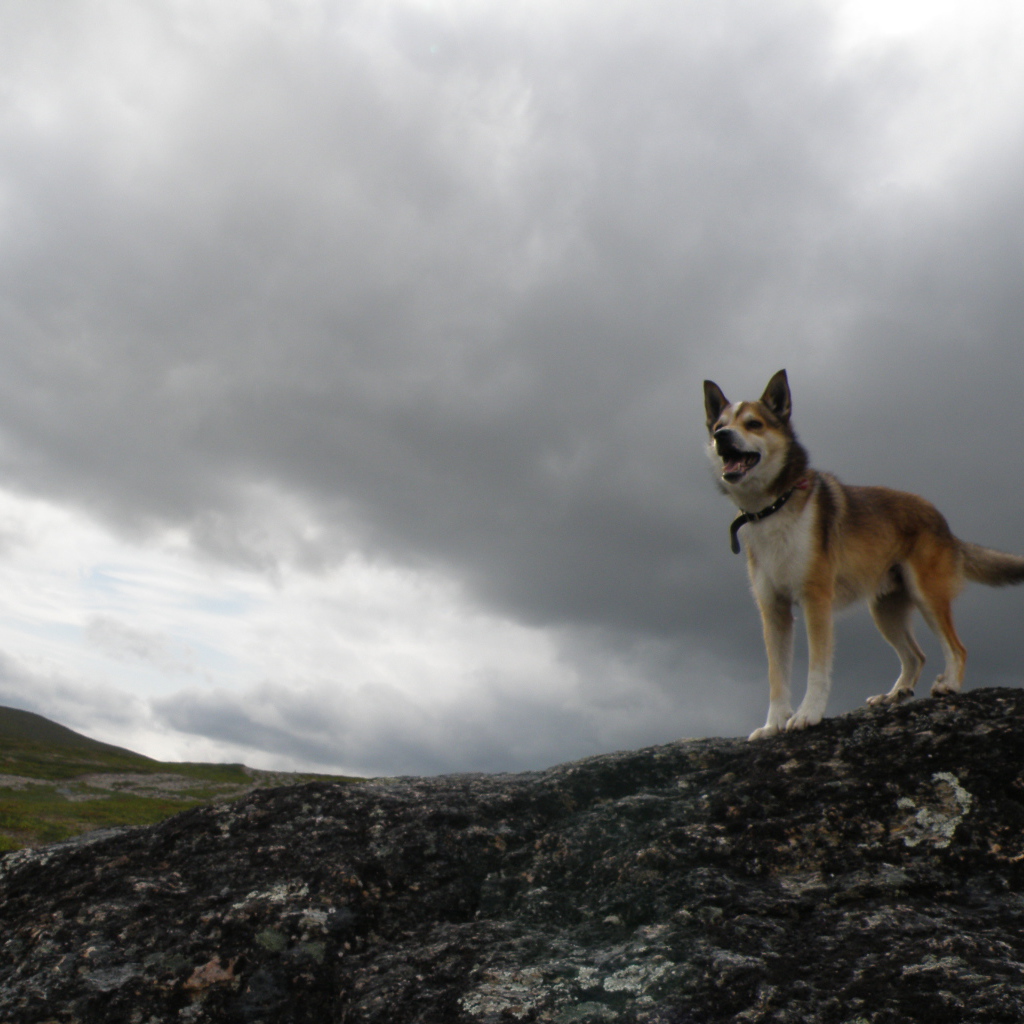 Веселый норвежский лундехунд