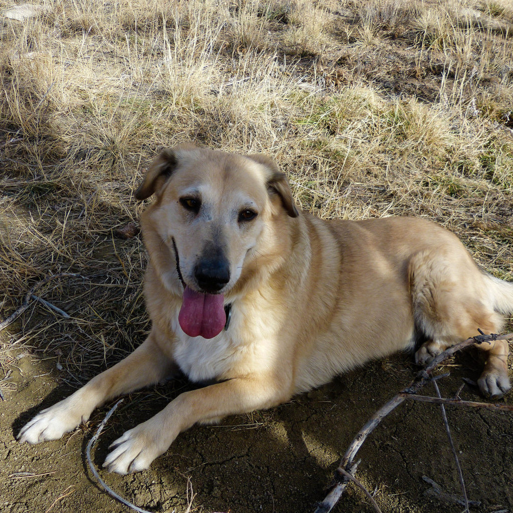 Веселая собака чинук