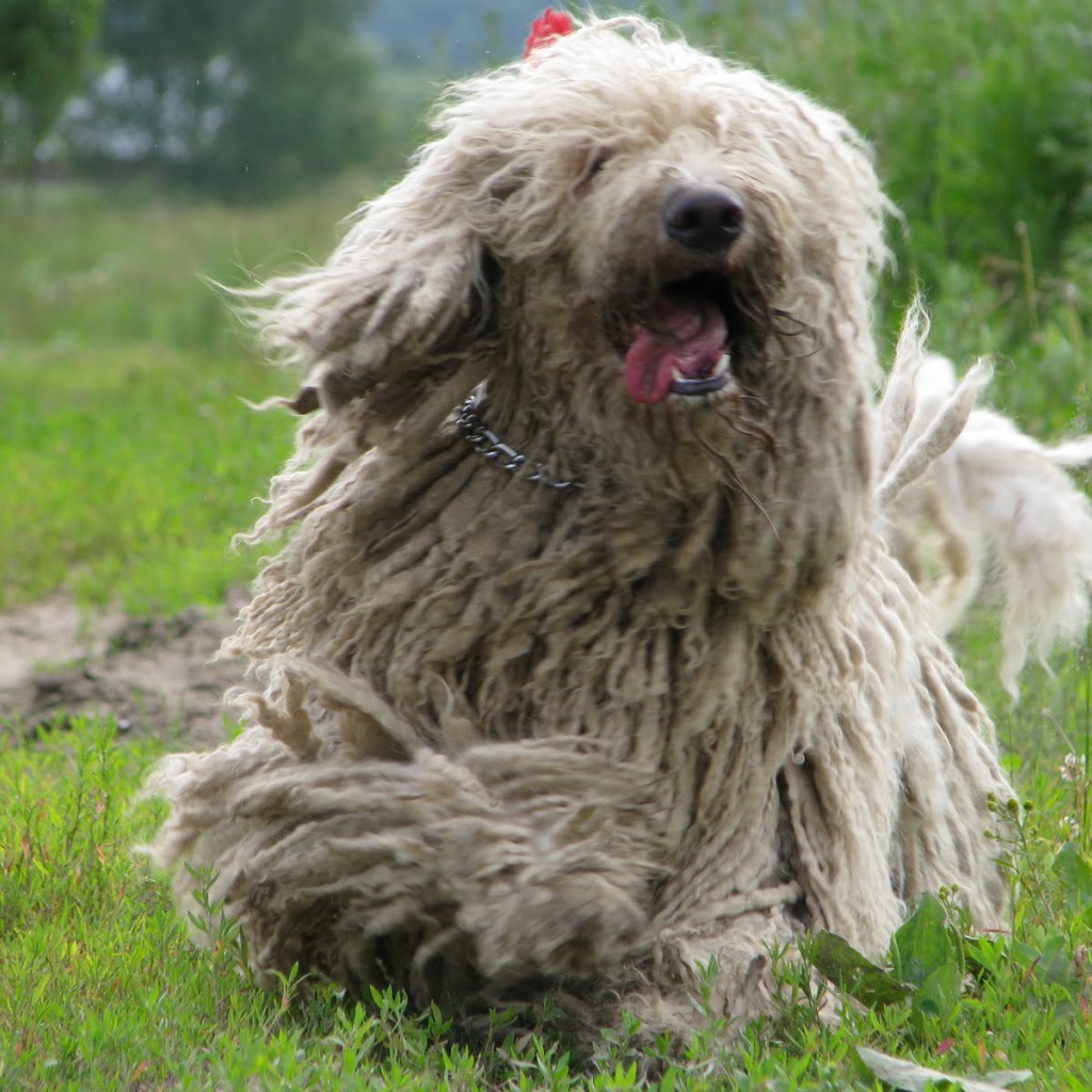Веселый пес комондор