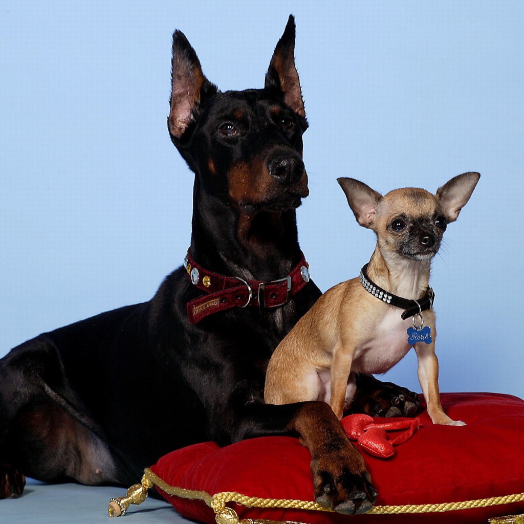 Чихуахуа и доберман