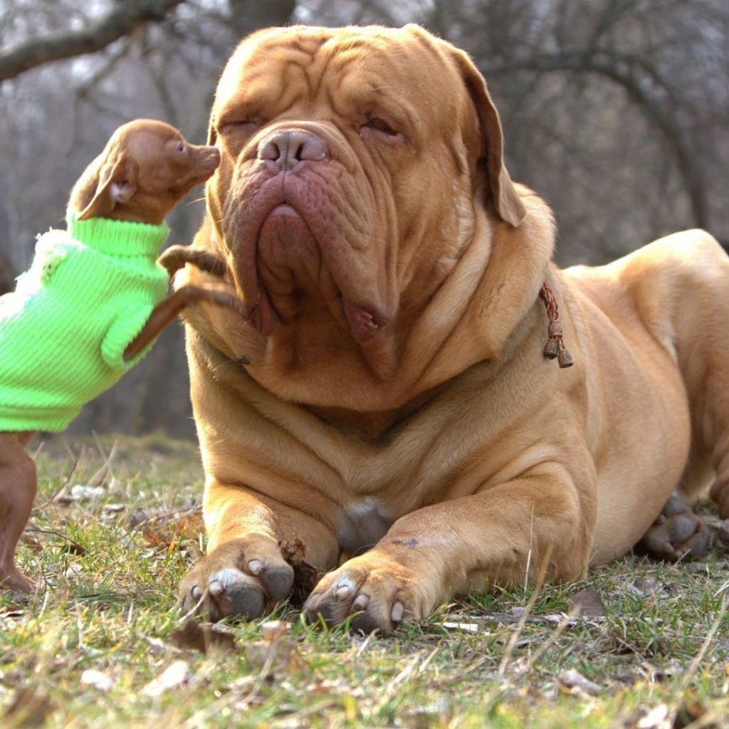 Чихуахуа и бульмастиф