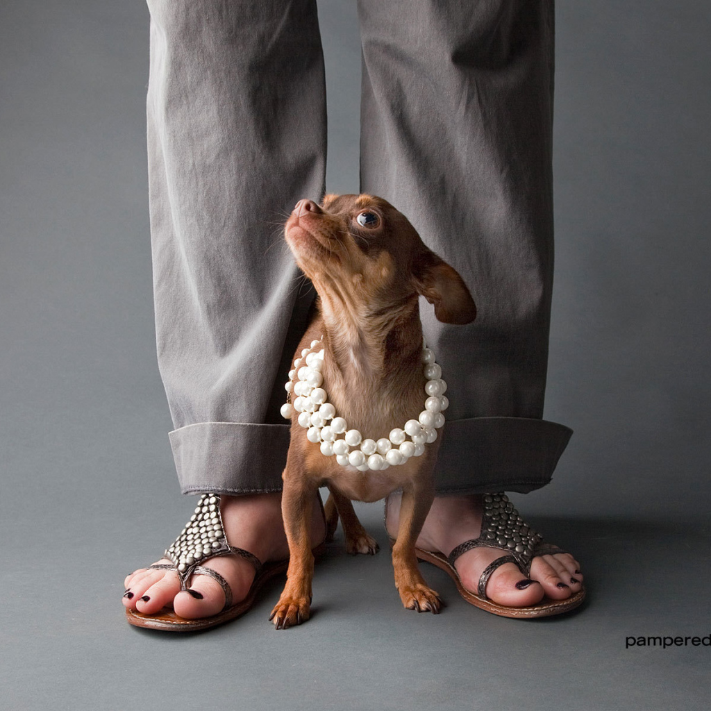 Чихуахуа у ног хозяйки