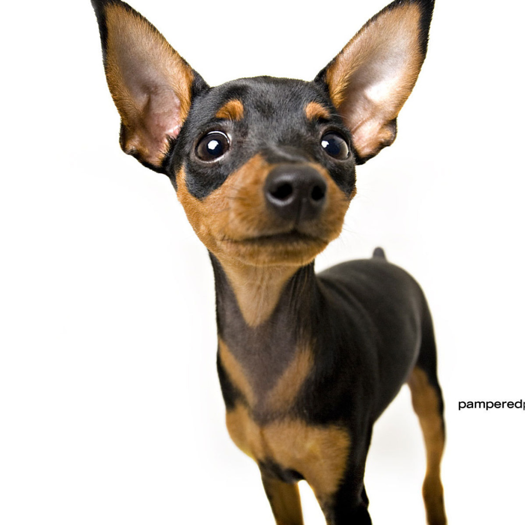 Собака чихуахуа смотрит вверх
