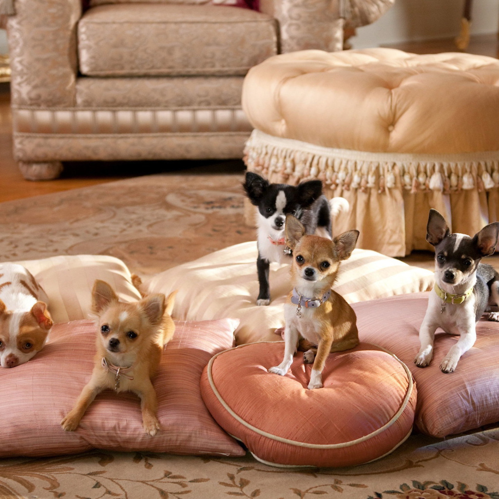 Собаки чихуахуа на подушках