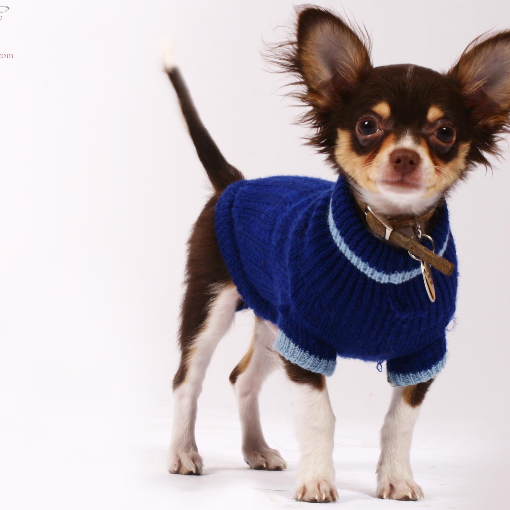 Чихуахуа в синем свитере