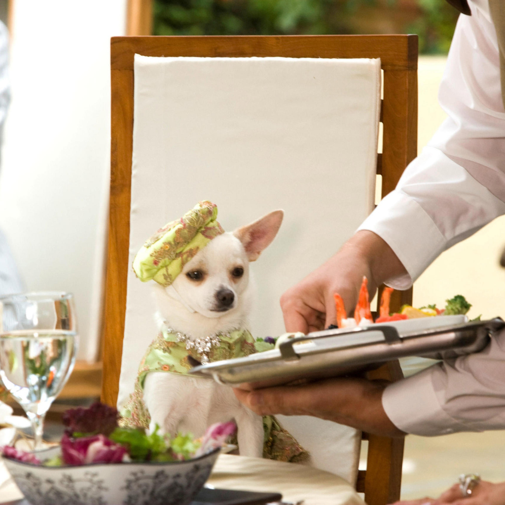 Чихуахуа в ресторане