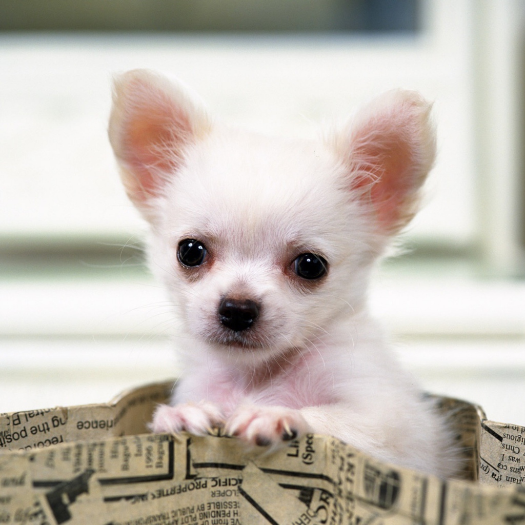 Чихуахуа выглядывает из сумки