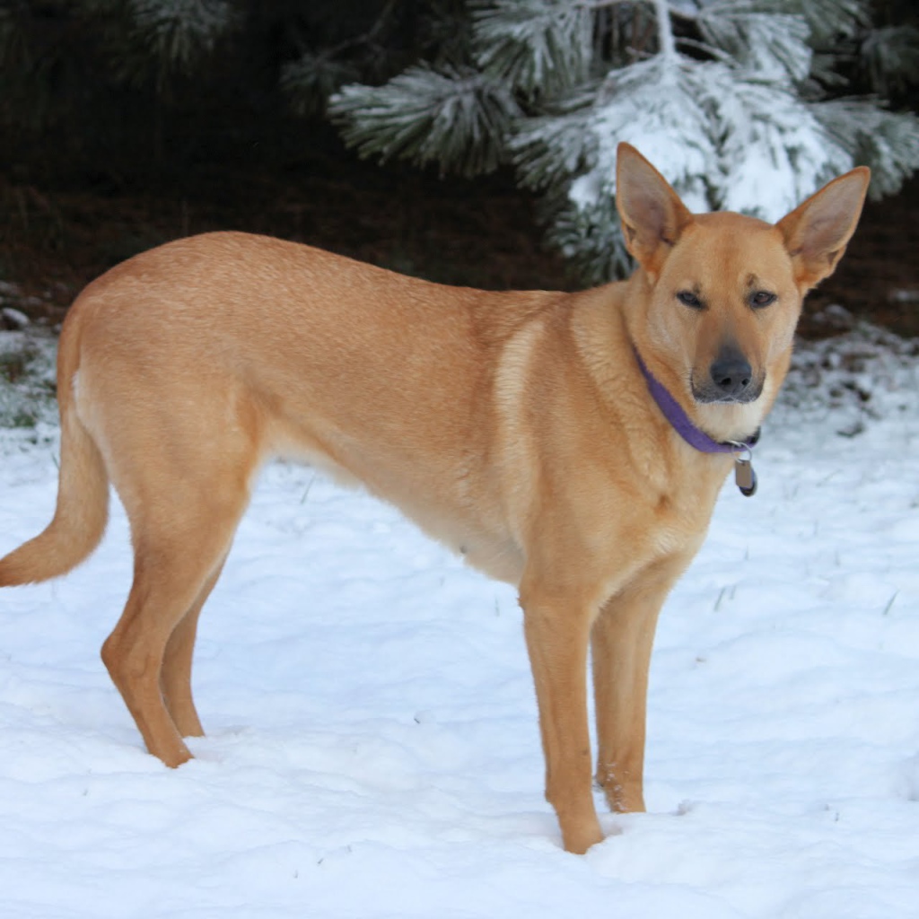 Чинук на снегу