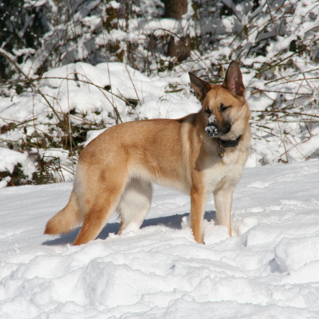 Чинук играет в снегу