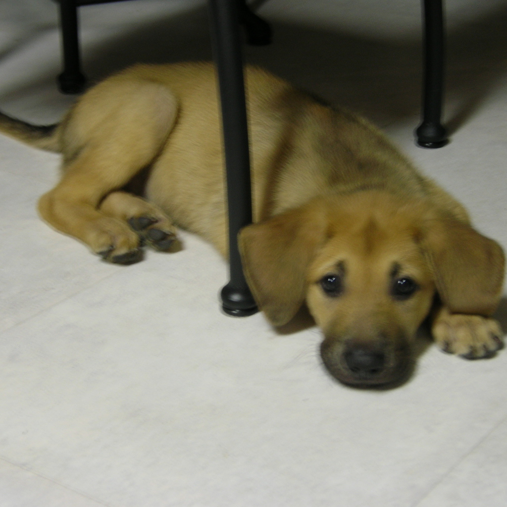 Щенок чинук на полу