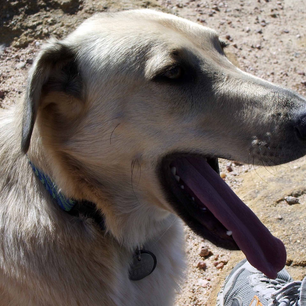 Чинук показал язык