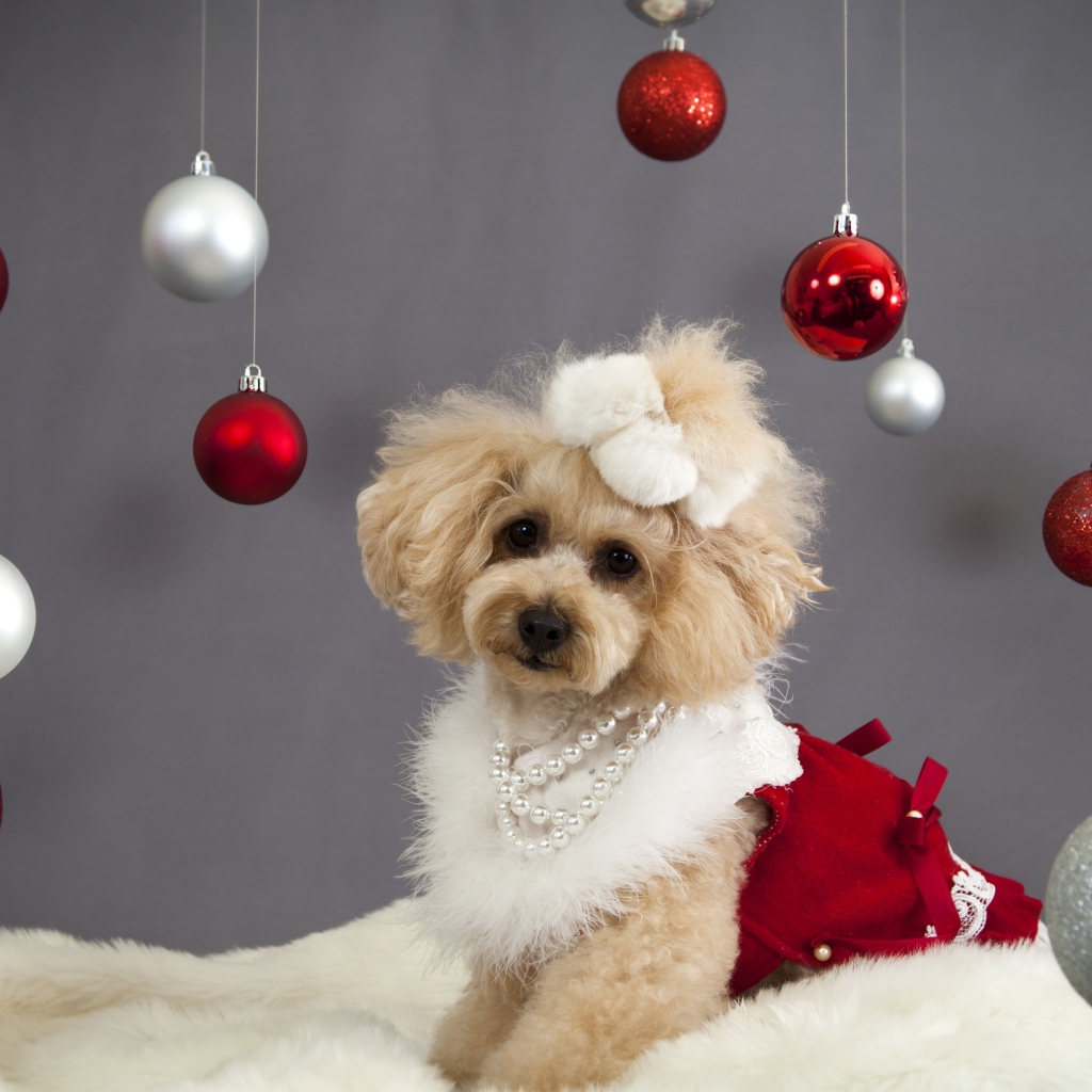 Новогодний пес пудель
