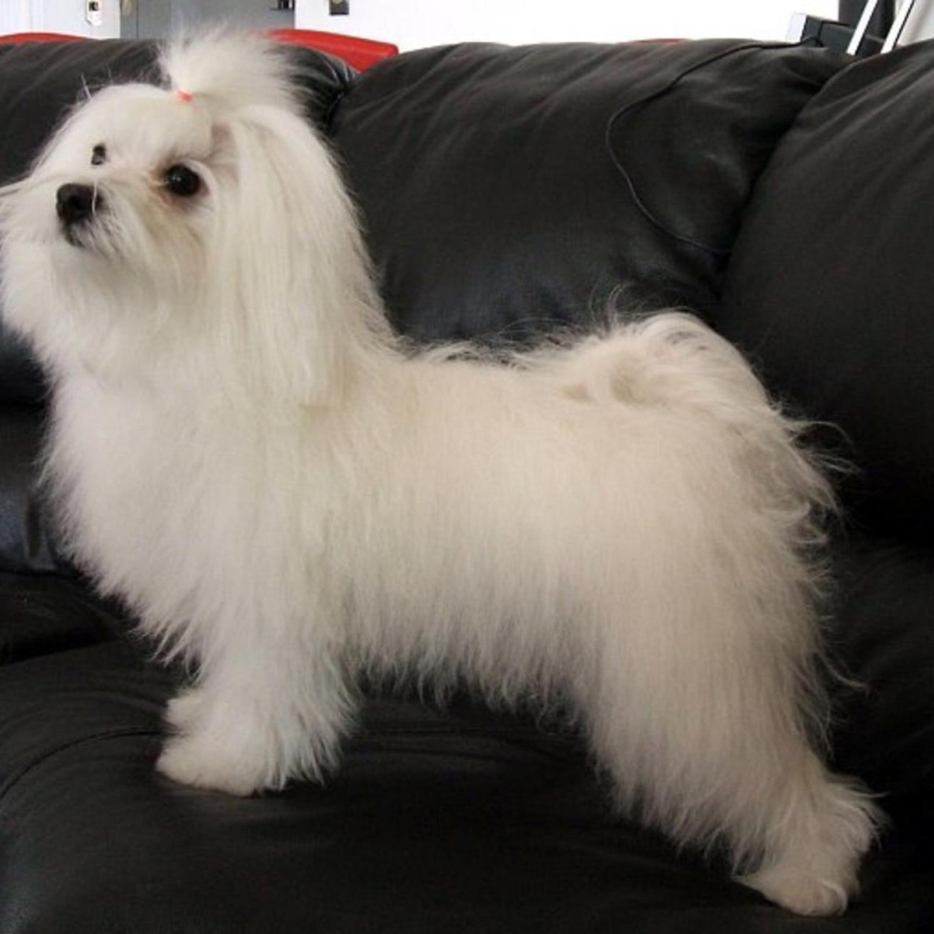 Коротко остриженная болонка