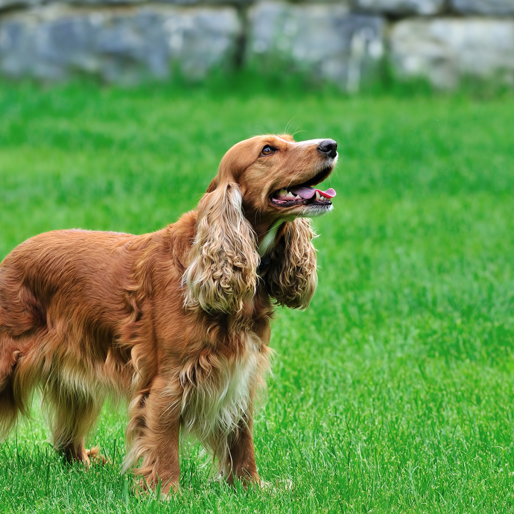 Кокер спаниель на газоне