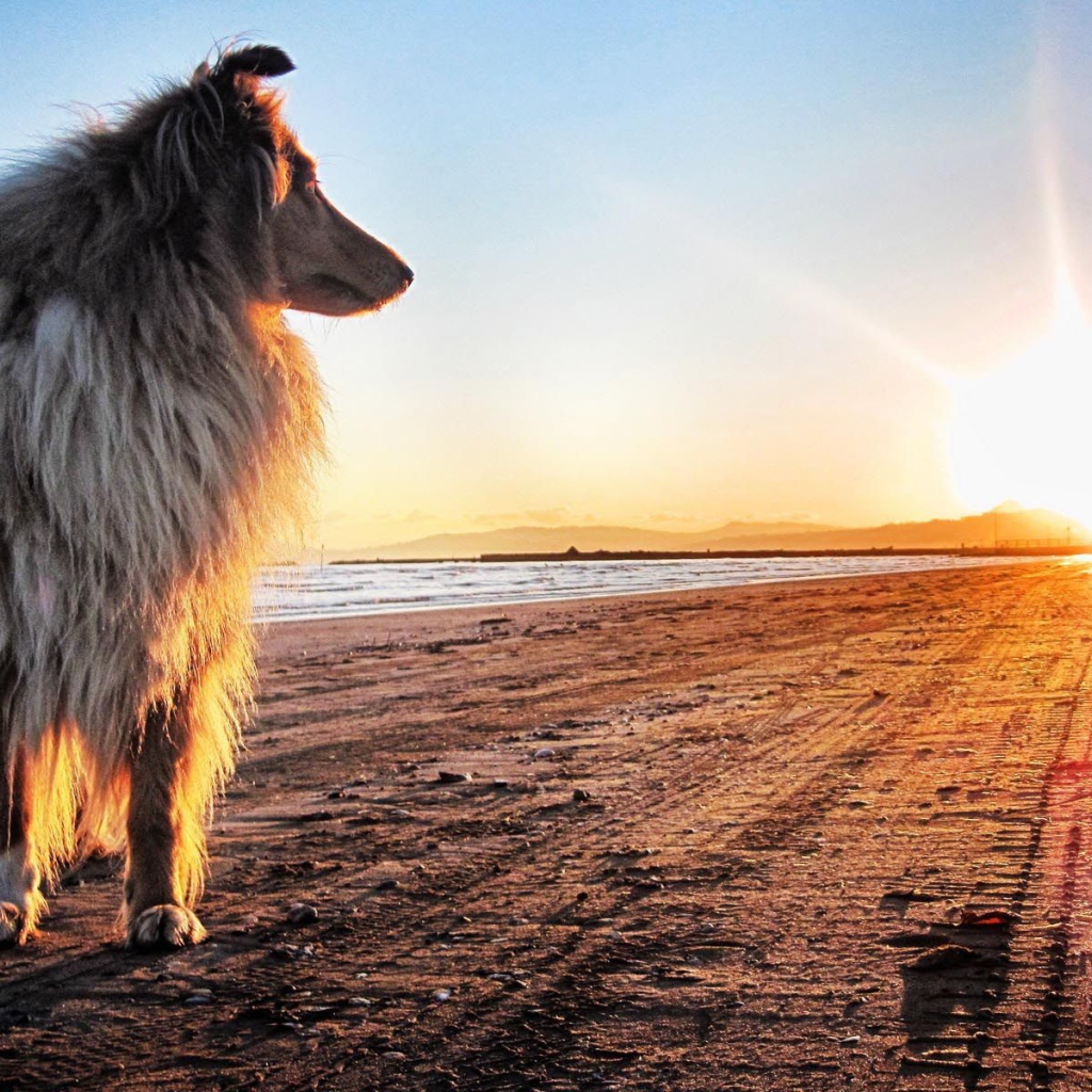 Колли на закате солнца