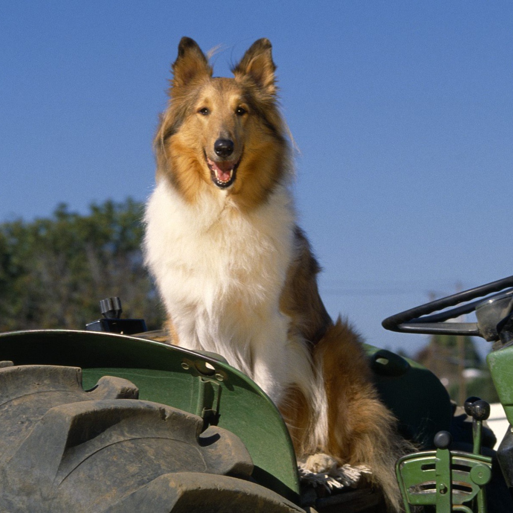 Собака колли на тракторе