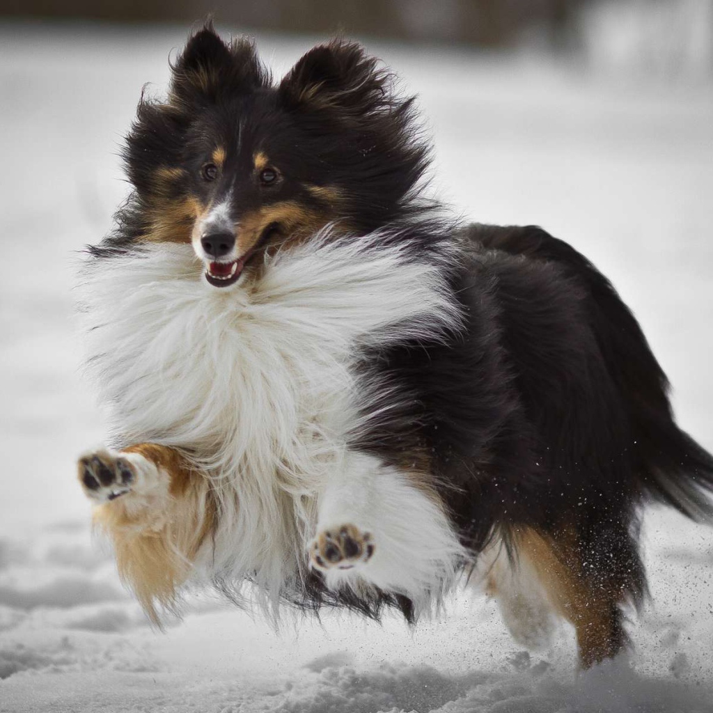 Собака колли бежит по снегу
