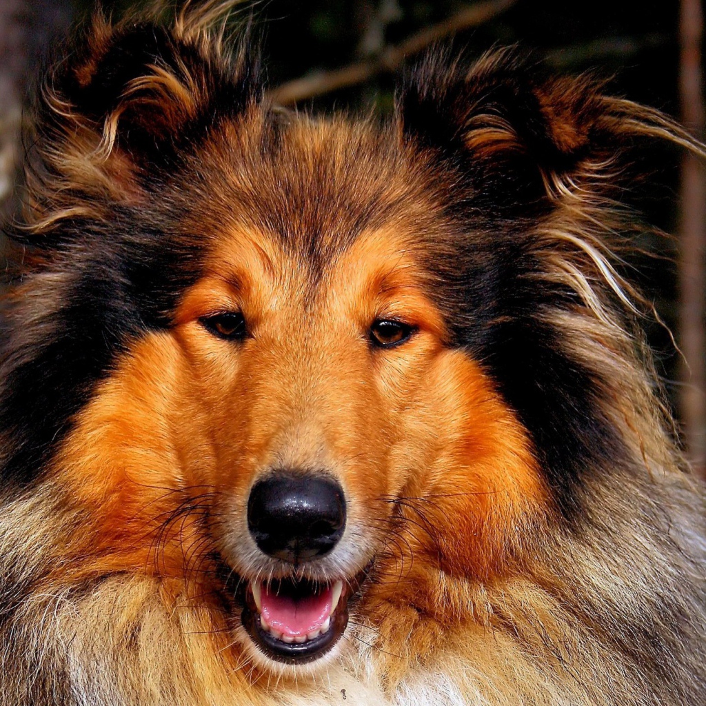 Собака колли улыбается