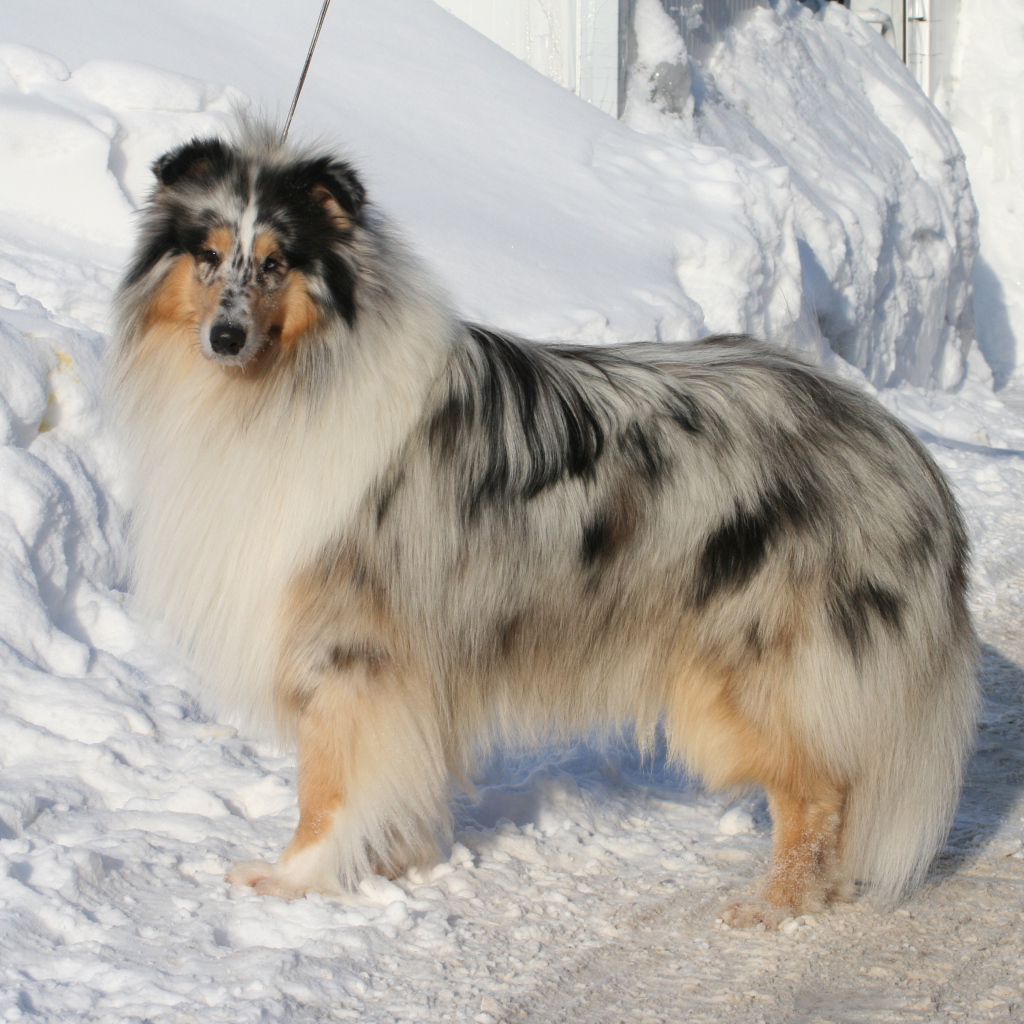 Колли у сугроба снега