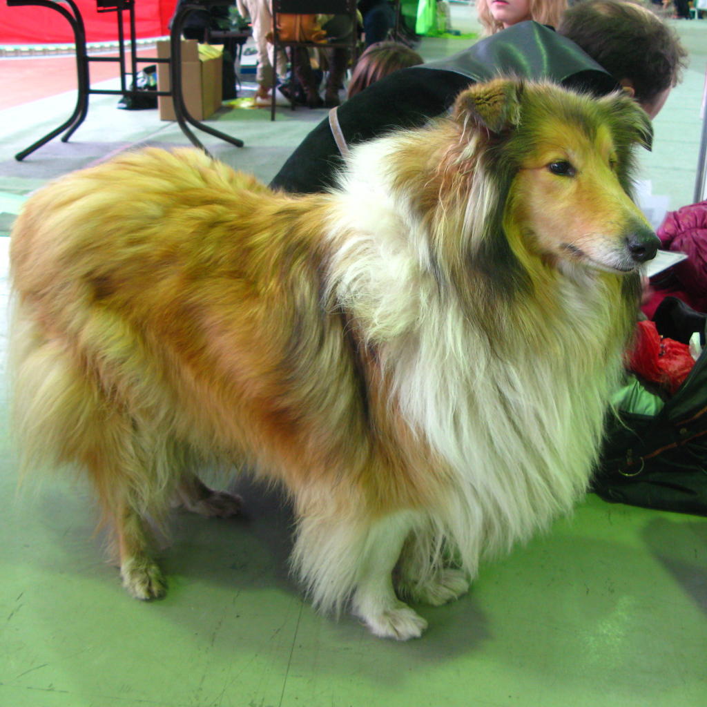 Колли в салоне красоты