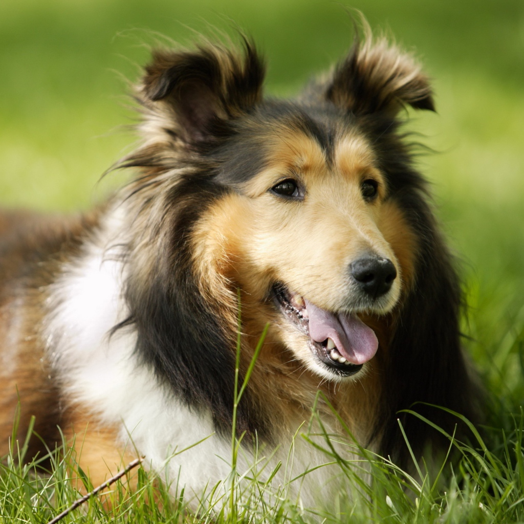 Колли лежит на траве