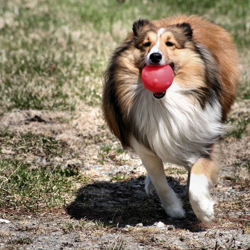 Колли играет с шариком