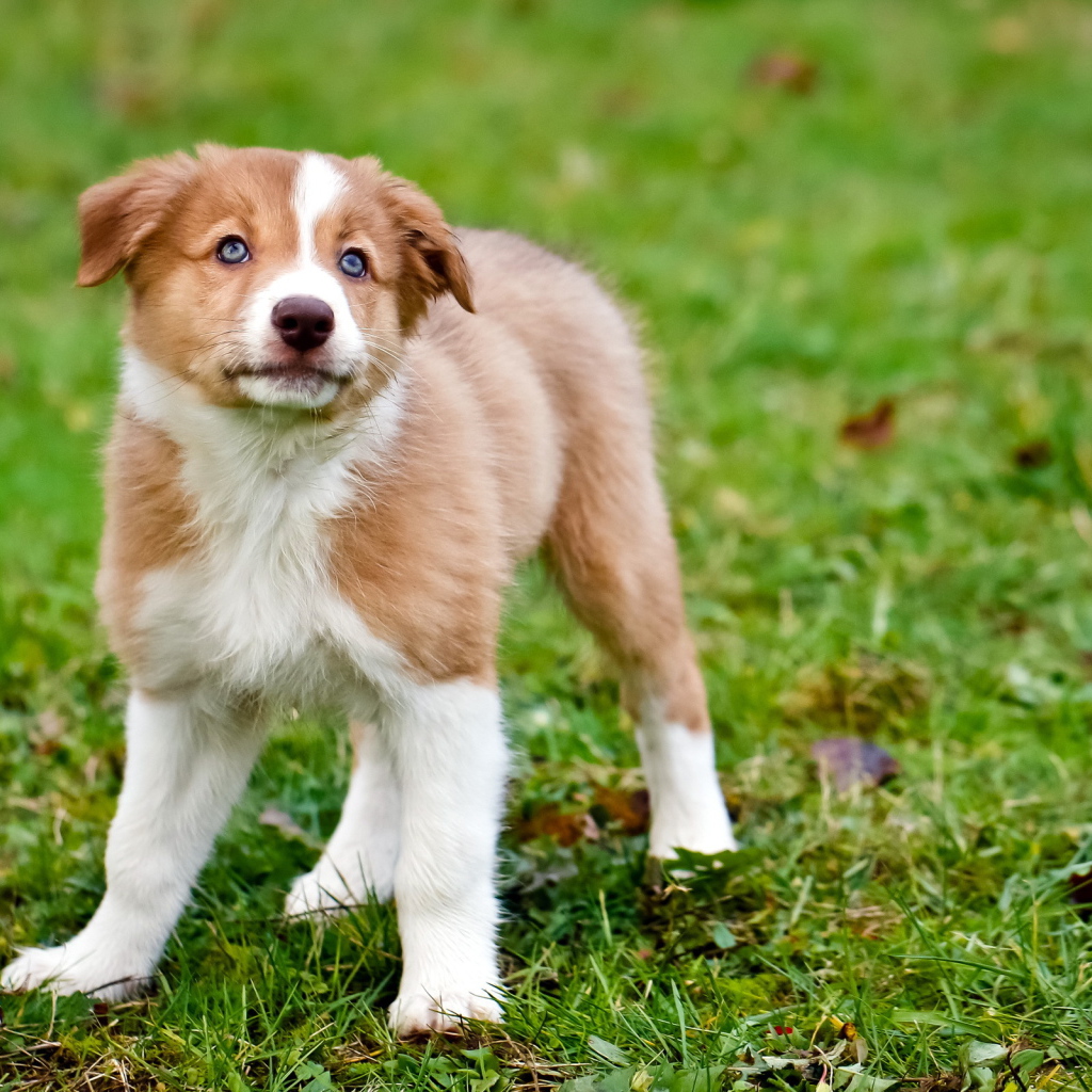 Щенок породы колли