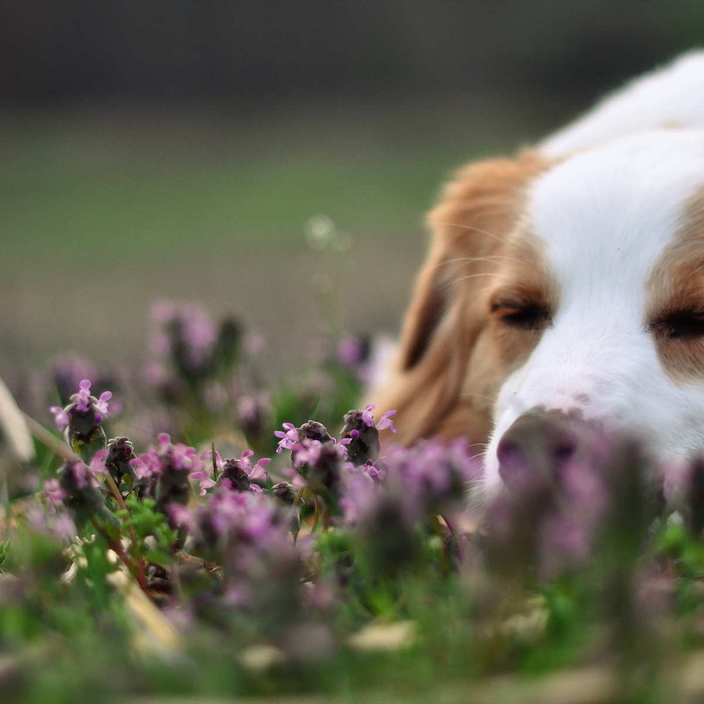 Колли спит в цветах