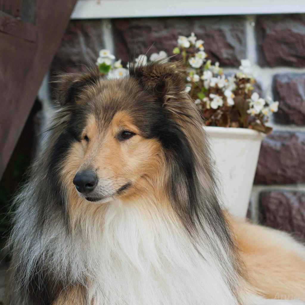 Колли с красивой прической