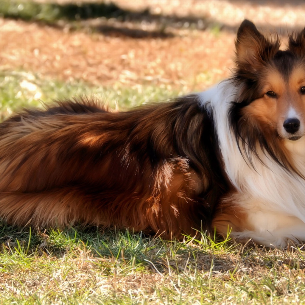 Колли на природе