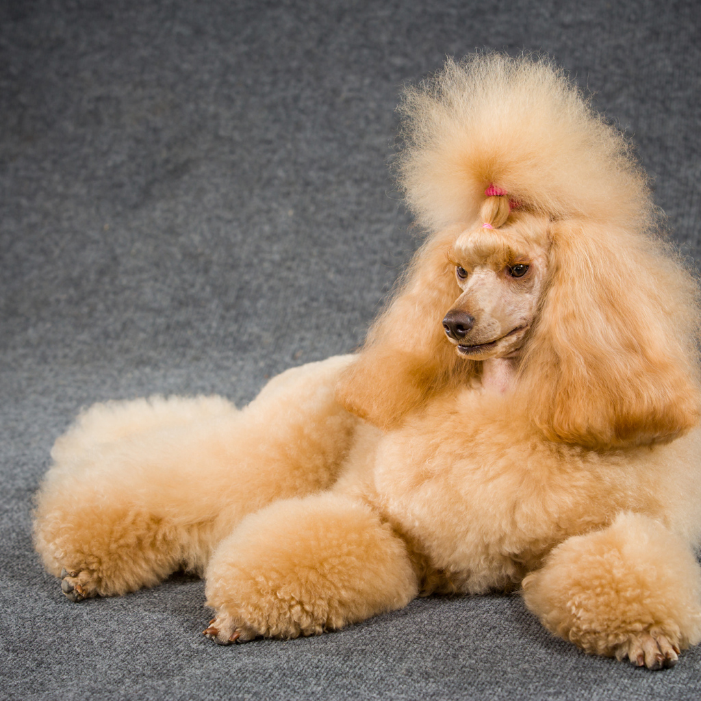 Причесанный пудель лежит