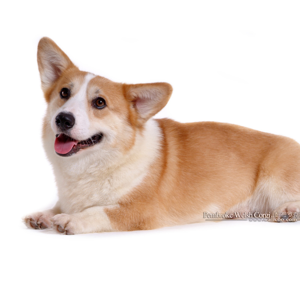 Собака вельш-корги лежит