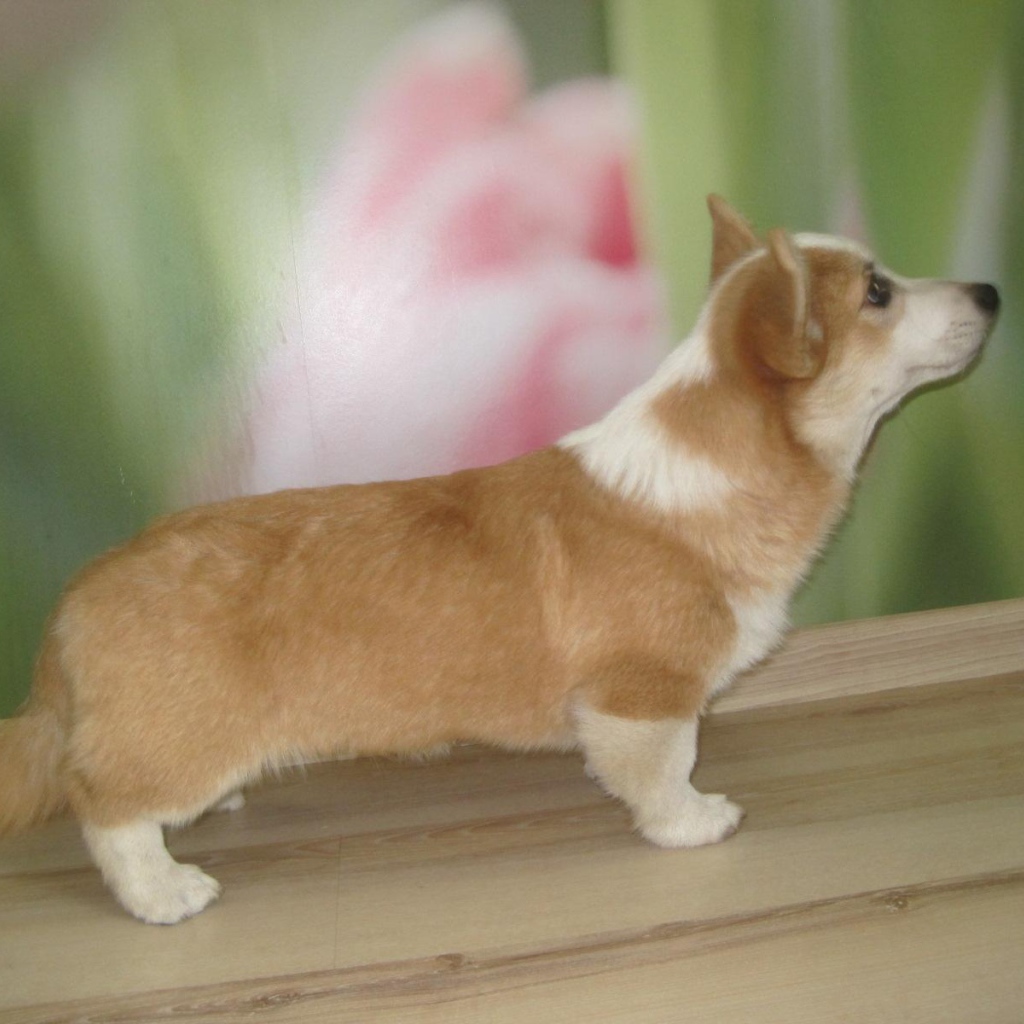 Пес вельш-корги стоит на подоконнике